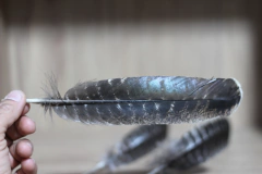 PENA RAJADA BIG EAGLE na internet