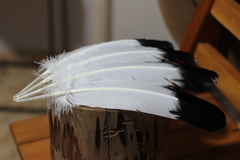 PENA AMERICAN EAGLE APACHE - comprar online