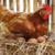 Huevos de Campo - Gallinas Felices Libres de jaula - tienda online