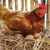 Huevos de Campo - Gallinas Felices Libres de jaula - Alimentos Natural Mix