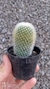 Mammillaria spinosissima subs. pilcayensis - comprar online