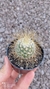 Mammillaria rekoi subs. leptacantha