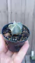 Astrophytum myriostigma 5 Kina - comprar online