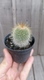 Mammillaria dixanthocentron