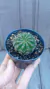 Notocactus glaucinus - comprar online