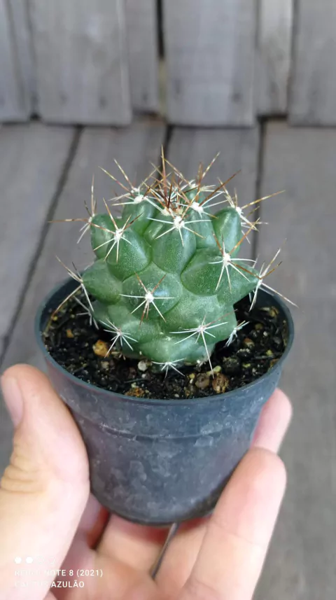 Thelocactus conothelos subs. flavus
