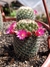 Mammillaria matudae (cacto cobra/serpente)