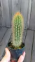 Pilosocereus chrysostele