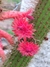 Flores vibrantes do cacto Cleistocactus samaipatanus, conhecido como rabo de gato boliviano, um belo cacto que pode ser cultivado pendente.