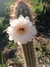 Pilosocereus gounellei 'xique-xique' pt11