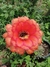 Trichocereus/echinopsis huascha var grandiflora pt11