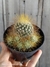 Mammillaria rekoi subs. leptacantha 'colonia' pt11