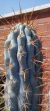 Browningia hertlingiana pt09 +10cm altura - comprar online