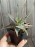 Aloe cv donnie pt11