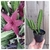 Stapelia hirsuta