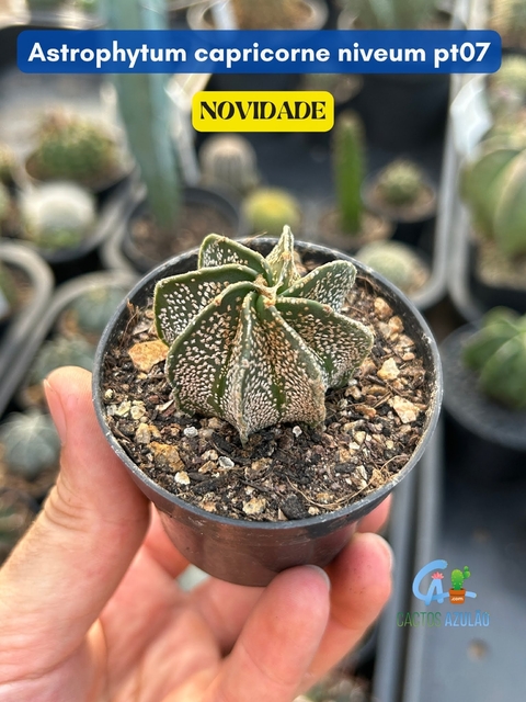 Astrophytum capricorne var niveum - comprar online