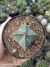 Astrophytum myriostigma 4k pt11