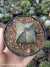 Astrophytum myriostigma 4k pt11 - comprar online