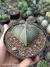 Astrophytum myriostigma 4k pt11 na internet