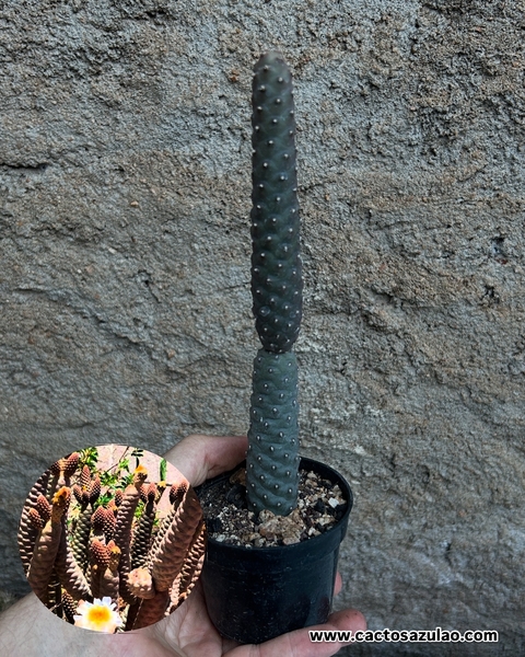 Tephrocactus articulatus var inermis - comprar online