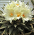 Ariocarpus trigonus pt09