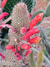 Cleistocactus baumannii pt09