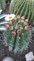 Ferocactus horridus