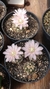 Gymnocalycium bruchii