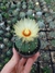 Astrophytum asterias adulto - cacto ouriço do mar