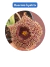 Huernia histrix - comprar online