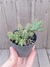 Huernia histrix - comprar online