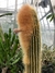 Vatricania guentheri 10cm
