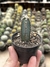 Cereus forbesii