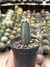 Cereus forbesii - comprar online