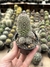 Mammillaria estebahiensis colonia