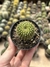 Parodia herteri  - comprar online