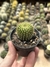 Parodia herteri  na internet