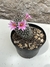 Mammillaria alamensis pt11