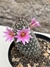 Mammillaria alamensis pt11 - comprar online