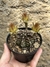 Gymnocalycium mihanovhichii 'flor verde' pt11