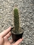 Facheiroa sp - comprar online