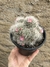 Mammillaria bocasana colonia pt14 - comprar online