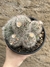 Mammillaria bocasana colonia pt14