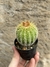 Parodia warasii - comprar online