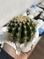 Echinocactus grusonii var brevispinus pt11 - comprar online