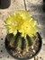 Parodia warasii