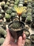 Lobivia arachnacantha 'flor amarela' - comprar online