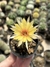 Lobivia arachnacantha 'flor amarela'