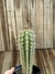 Pilosocereus gounellei HB 'xique-xique hibrido' pt11