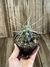 Tephrocactus aoracanthus pt11